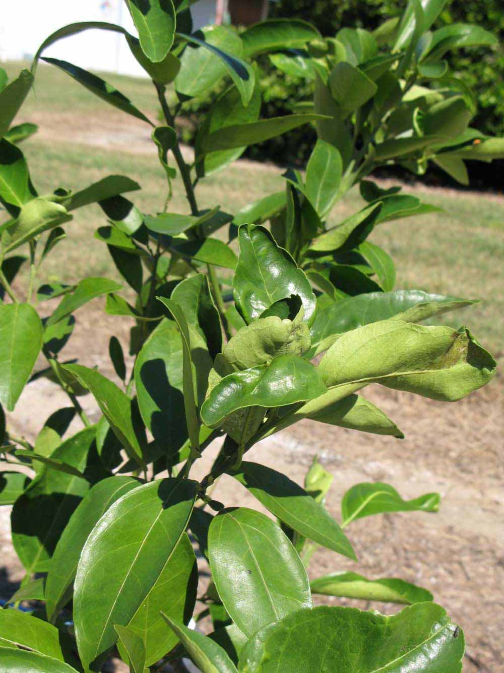              Sun leaves (Winter Haven, FL)       